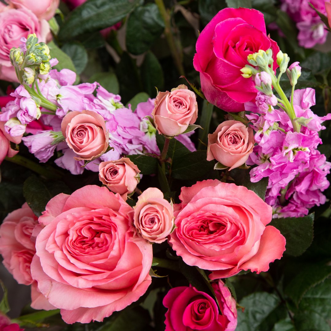 A close up of Doyle 🎀

Multiple shades of pink to enliven any atmosphere with grace and charm. 
⁠
#flowershop #roses #zoeysfreshflowers #flowerdelivery #pinkroses #giftideas #giveroses #largeroses #beautiful #flowers