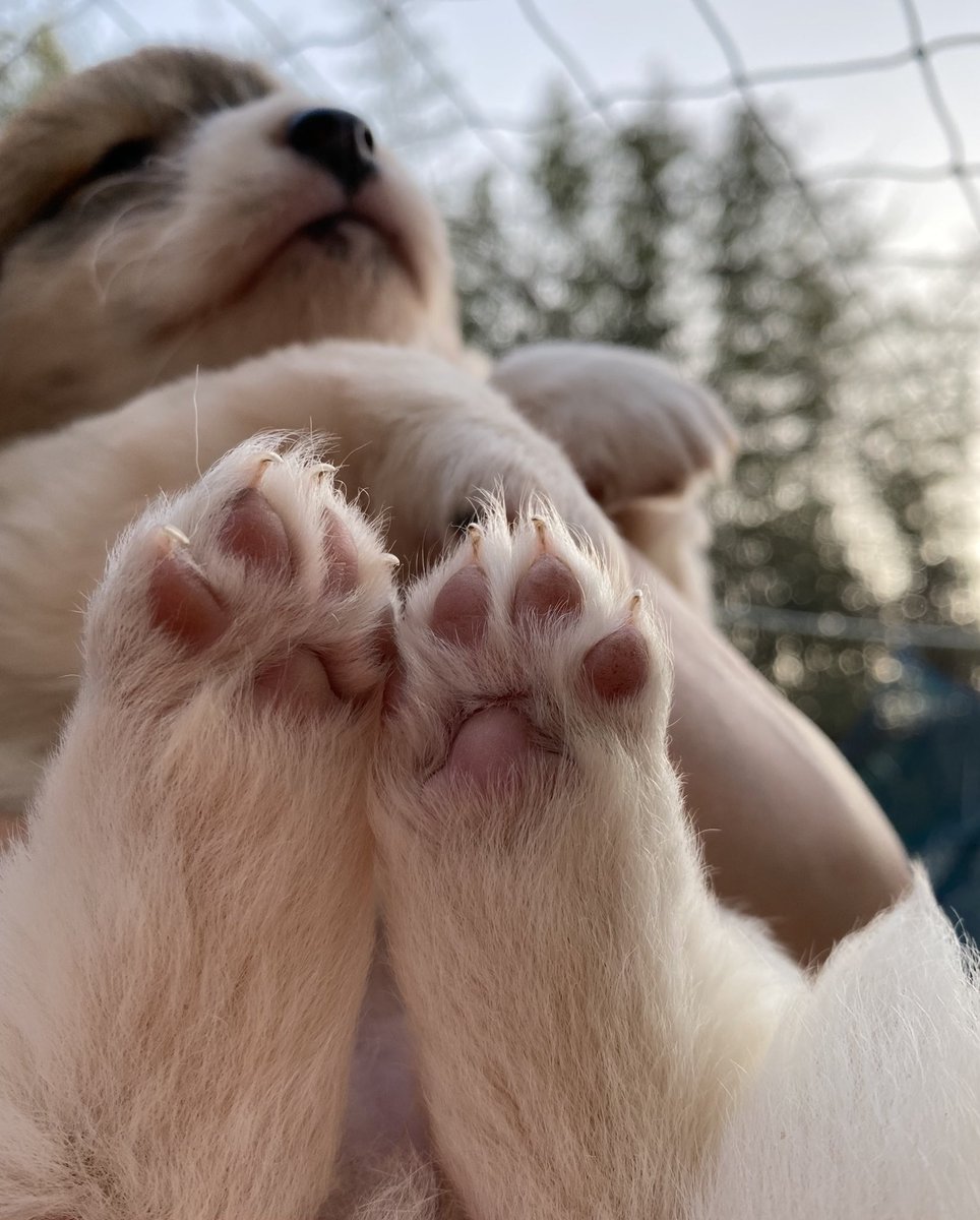 ♡̷̷̷ ⋆⁺₊⋆𝐫𝐨𝐧𝐲 ⋆⁺₊⋆ ♡̷̷̷ tweet media