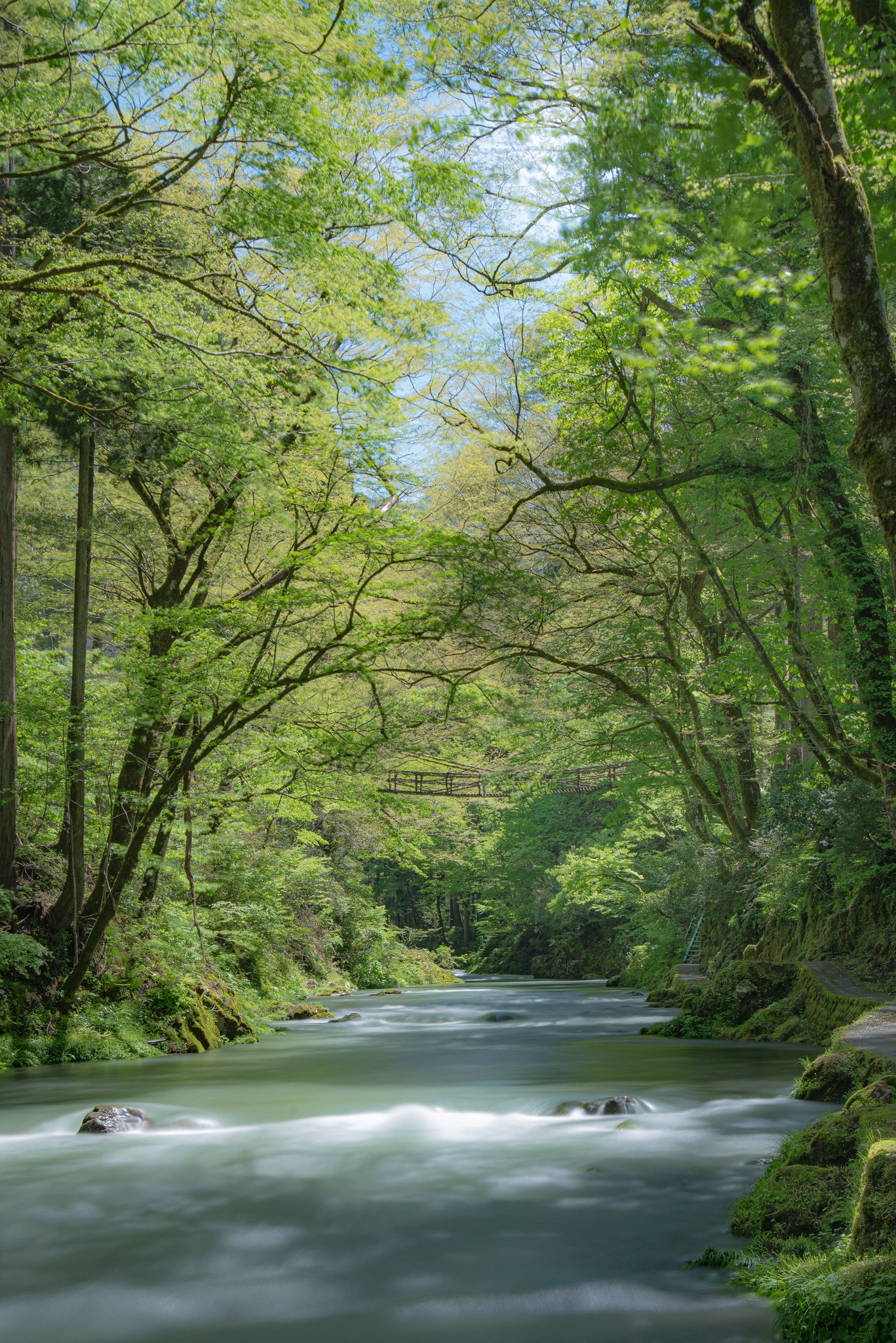 Kayophoto 新緑 新緑 福井県 縦長が表示されるようになったから縦画像1枚で勝負する T Co Rc1s25h2at Twitter