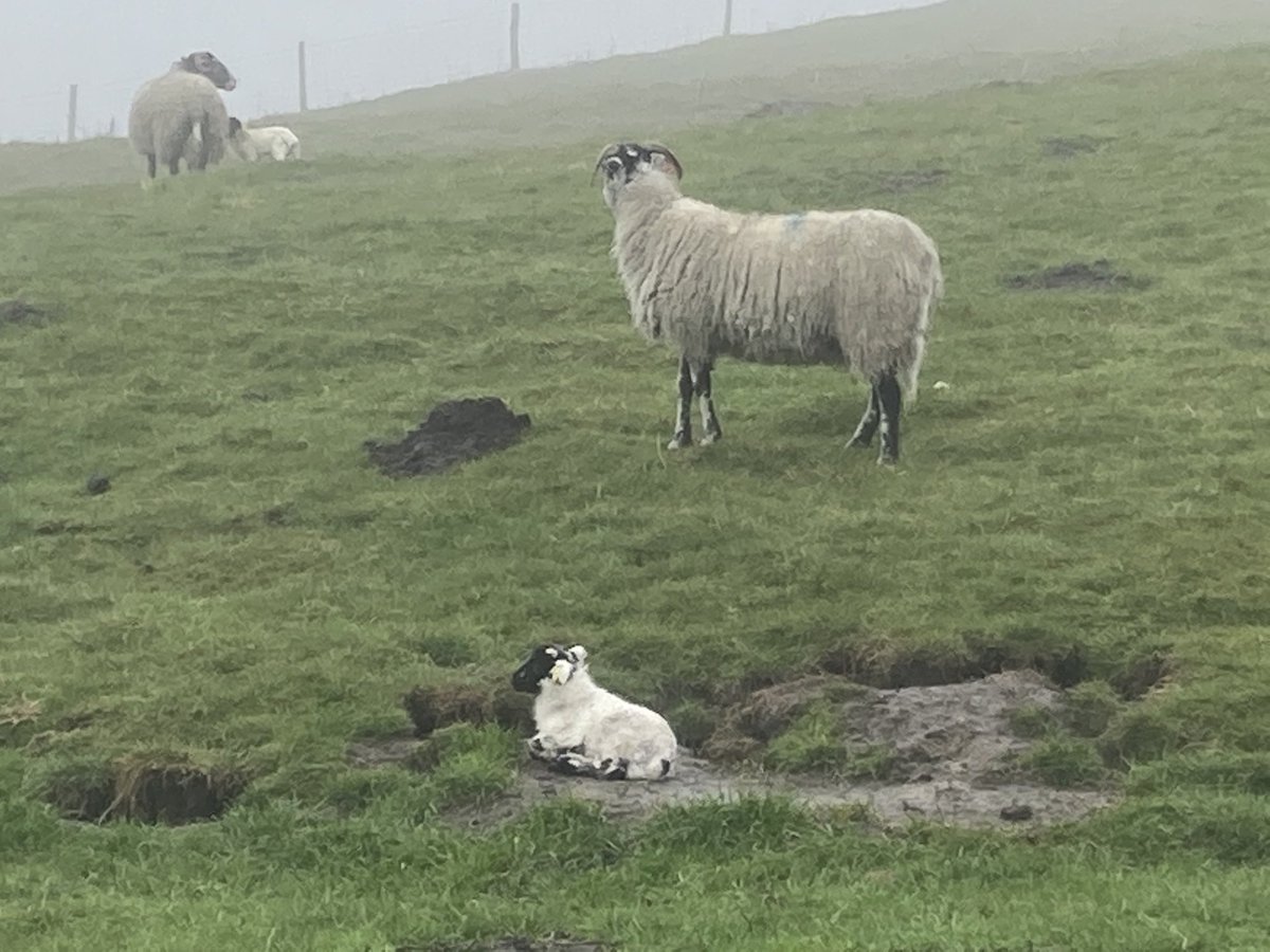 Recording has been challenging this year it they never fail to impress me just how much bad weather theses swale lambs can take #performanceswale