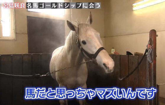 ゴールドシップの接し方は 少し気位の高い人間と思ってないとダメ 話題の画像プラス ゴールドシップの接し方は 少し気位の高い人間と思ってないとダメ 話題の画像プラス