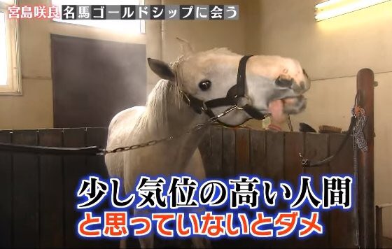 ゴールドシップの接し方は 少し気位の高い人間と思ってないとダメ 話題の画像プラス ゴールドシップの接し方は 少し気位の高い人間と思ってないとダメ 話題の画像プラス