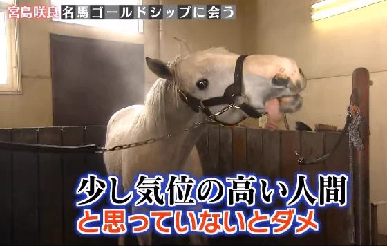 ゴールドシップの接し方は？少し気位の高い人間と思ってないとダメwww