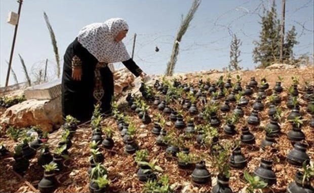 allahumabarik's tweet image. a Palestinian woman collects gas bombs, fired by the Israeli army &amp;amp; grows flowers in those bombs 😢