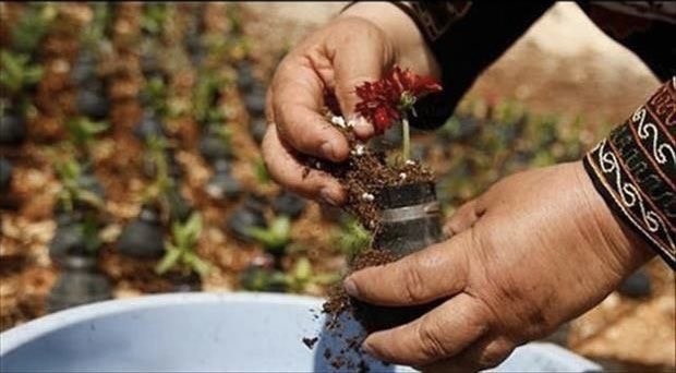 allahumabarik's tweet image. a Palestinian woman collects gas bombs, fired by the Israeli army &amp;amp; grows flowers in those bombs 😢