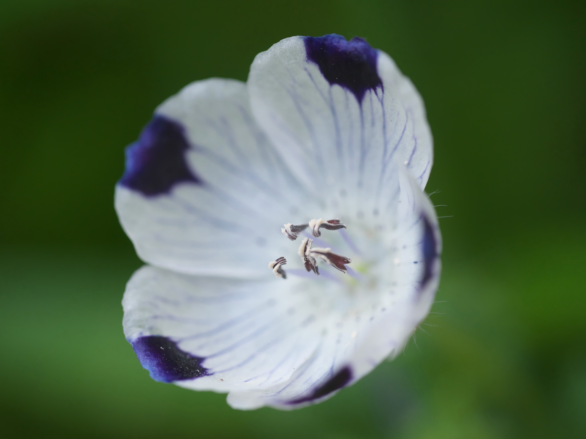 メルシーヤナイ まだまだ咲いてるネモフィラ ブルーの ネモフィラ メンジェシー 紫のアクセントの入る ネモフィラ マキュラータ キリトリセカイ マクロレンズ ファインダー越しの私の世界 Tlを花でいっぱいにしよう T Co Kesp8hevrv