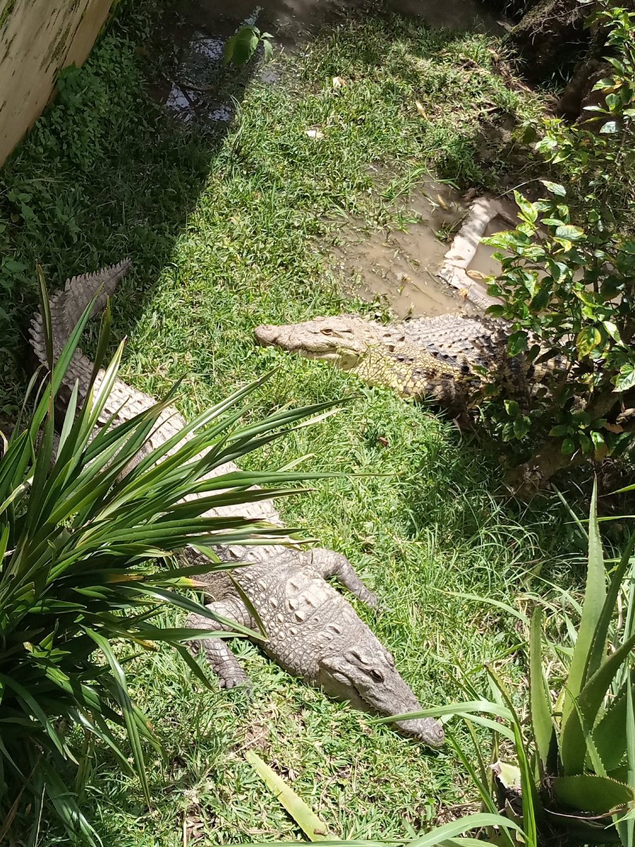 Hello there, have you visited the @ugandareptilevillage 🇺🇬 today? alot of gentle,calm and beautiful reptile species here.. 🐍 were our best 😎
@wild_epic_safaris 
#visituganda 
#tulambule 
#reptilevillage