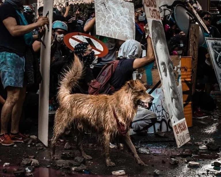 Juanpis's tweet photo. Te amo perrito lindo y luchador 🥺 https://t.co/ZhItnaju8B