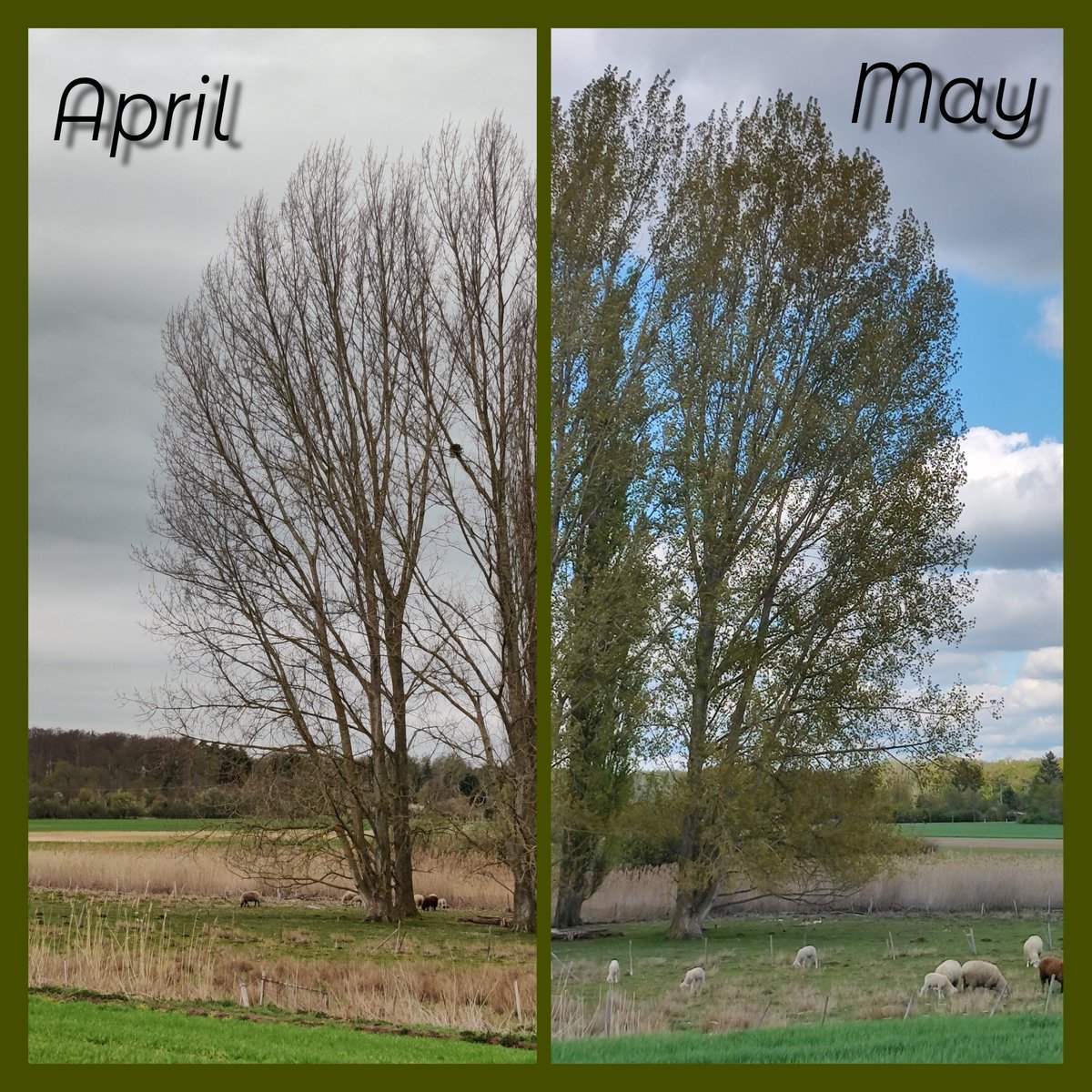 PanamaSeeking's tweet image. Same place one month apart. It is finally getting green around here. #springarrived #sheepish #gettingwarmer #littlethingsinlife