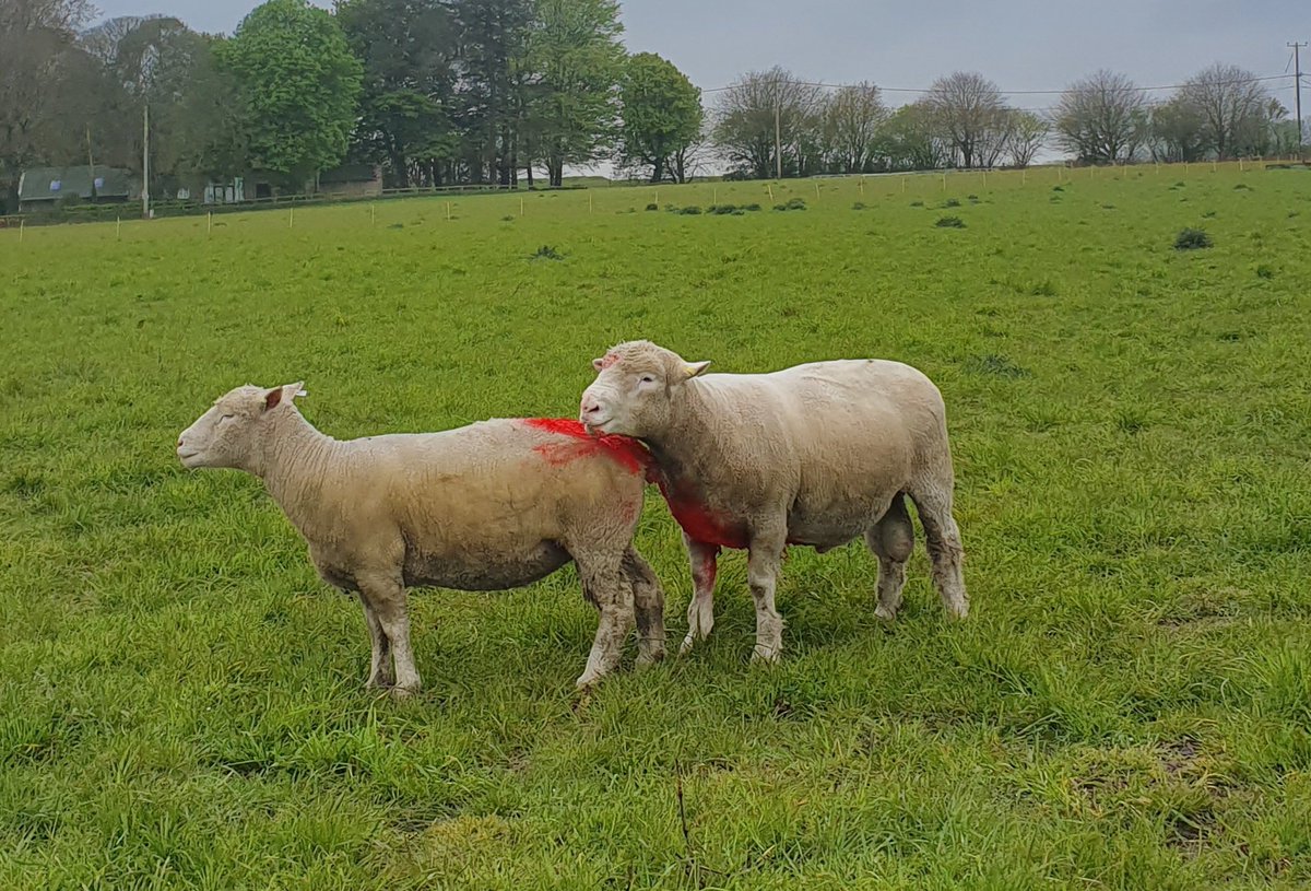 Dorset_Shepherd's tweet photo. Busiest day of the year over and done with. 6 tupping groups split and rams put out. The boys were straight down to business. 👌🐑🐑

#PollDorset #DorsetSheep #Sheepfarming #Sheep365 #TeamSheep #SignetData #PerformanceRecorded #Tupping21 https://t.co/KQSR1EY4xB