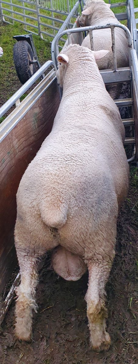 Dorset_Shepherd's tweet photo. Busiest day of the year over and done with. 6 tupping groups split and rams put out. The boys were straight down to business. 👌🐑🐑

#PollDorset #DorsetSheep #Sheepfarming #Sheep365 #TeamSheep #SignetData #PerformanceRecorded #Tupping21 https://t.co/KQSR1EY4xB