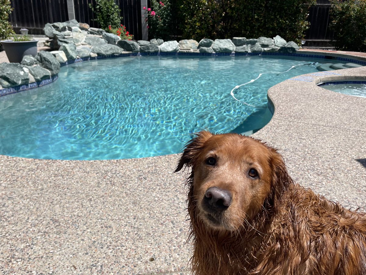 I went outside & Max didn’t think I’d notice that he was dripping wet. I guess it’s #pooltime #GoldenRetrievers #CaliforniaDogs