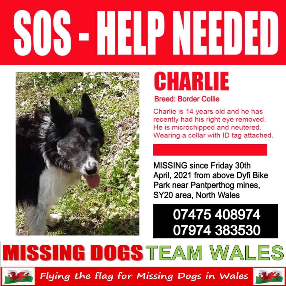 AlanDaffern's tweet photo. #FindCharlie
14yrs old male #BorderCollie
#Lost: 30/04/21
Area: #DyfiBikePark near #PantperhogMines #NorthWales #SY20
#scanme https://t.co/1kx5oJtCCv
