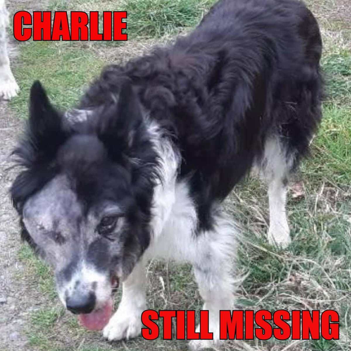 AlanDaffern's tweet photo. #FindCharlie
14yrs old male #BorderCollie
#Lost: 30/04/21
Area: #DyfiBikePark near #PantperhogMines #NorthWales #SY20
#scanme https://t.co/1kx5oJtCCv