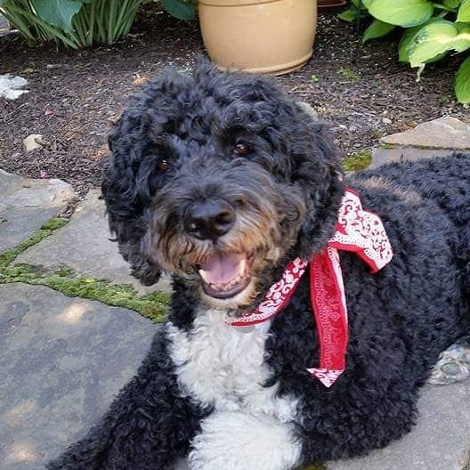 Mjmumtweets's tweet photo. @BarackObama This was Hamilton, Bo's cousin ( they shared a grandmother) and part of our family until late 2019. My condolences on your loss-- I know how hard it can be. https://t.co/qcB3o6OXsH