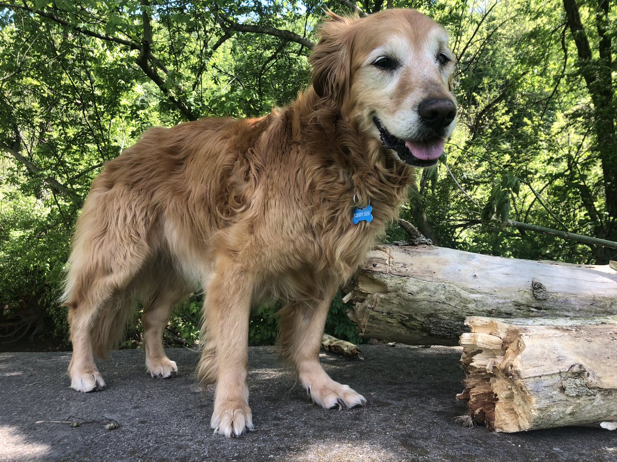 davebentonWCHS's tweet photo. Gillian’ @ Ritter Park #goldenretriever #libbysue https://t.co/qKqAYYC6xQ