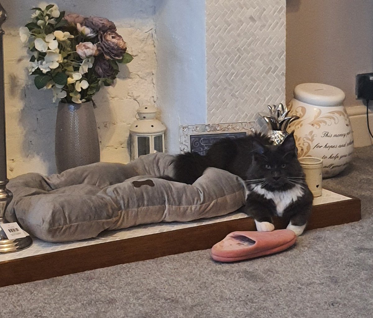 CoonKittys's tweet photo. He loves his new bed 🙄
#Caturday #CatsOfTwitter #mainecoon #kitten #cute #CatsOnTwitter https://t.co/hp9GBfTUhy