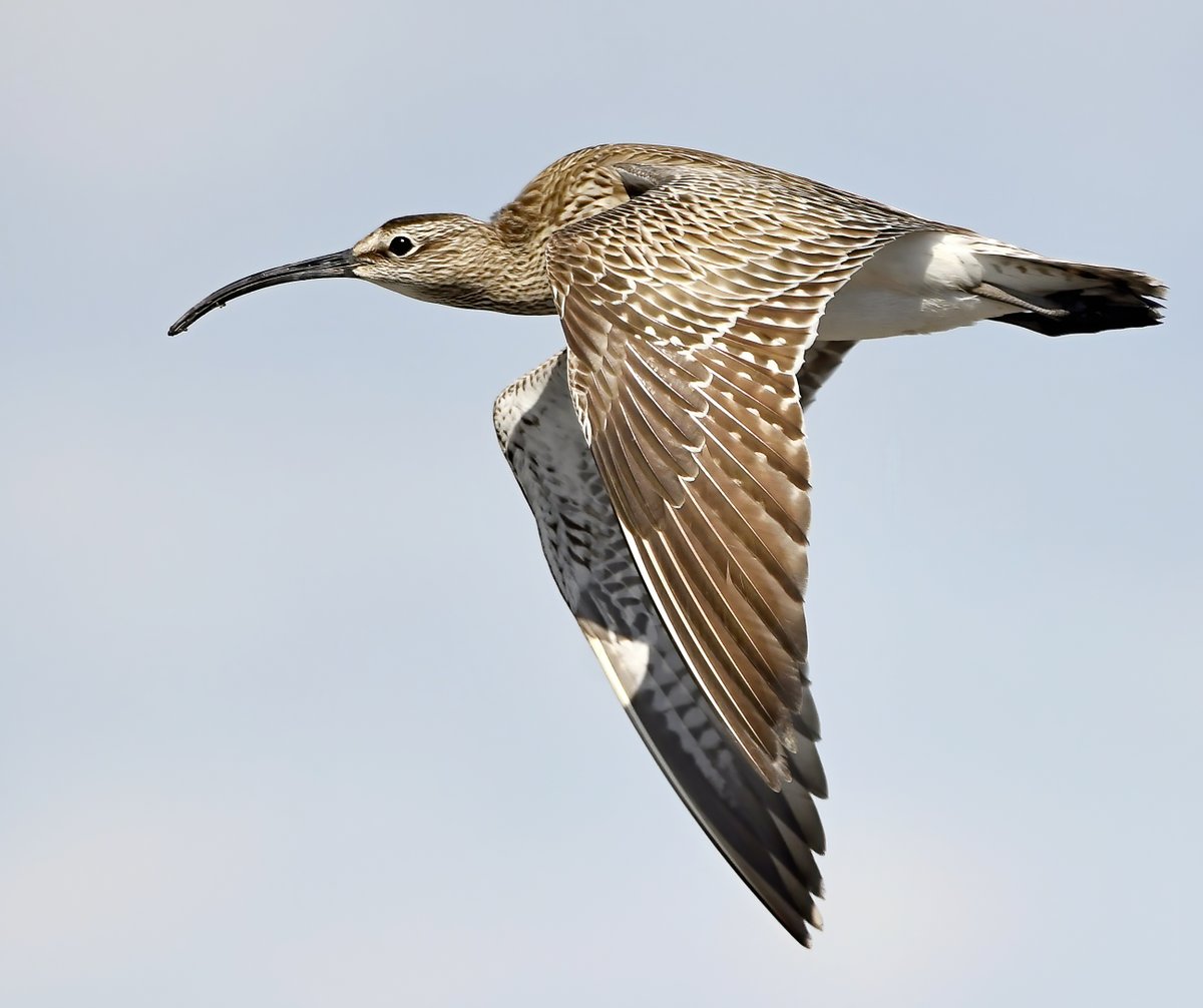 Carl Bovis tweet media