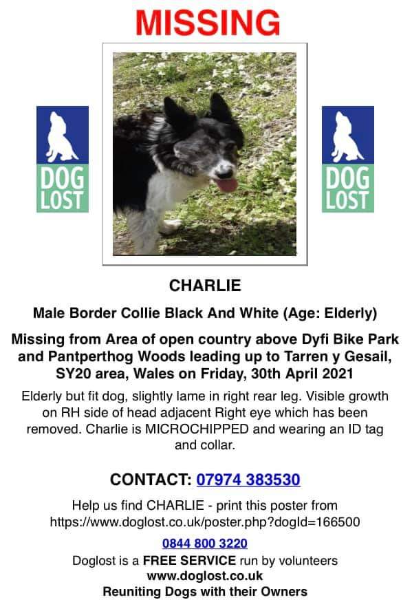 AlanDaffern's tweet photo. ***Charlie***
Black & White #Elderly #BorderCollie
#Lost: 30/04/21
Area: #DyfiBikePark near #PantperhogMines #Wales #SY20
https://t.co/av30NS7EgH https://t.co/3vWWMrYDIx