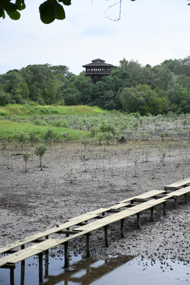 ambigram0's tweet photo. Singapore is more than just city. This is Sungei Buloh Wetland Reserve in the northwest of the island. And that's Malaysia across the water. #travel #singapore #nature #malaysia https://t.co/44n2GX0CYP