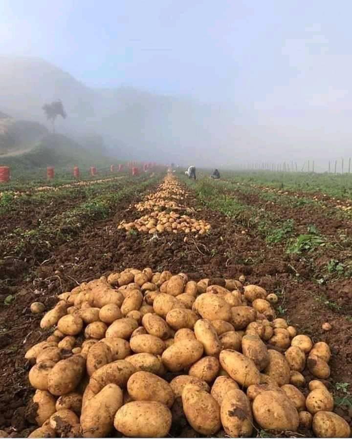 JuanPaSilva07's tweet photo. Ahora que las ciudades están desabastecidas confirmo que el campesino es el motor de todos. Sin el campesino y el campo no hay comida. Mis respetos a los que labran la tierra.🇨🇴❤️🙏🏾 https://t.co/wL7MB5Ry8a