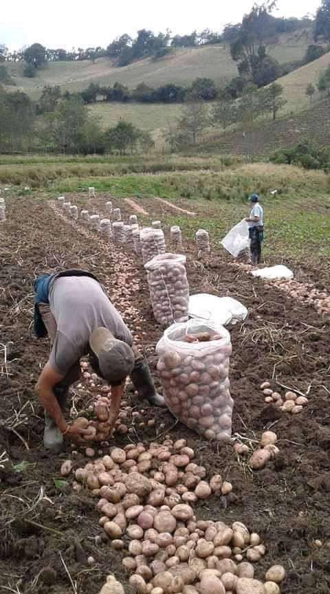 JuanPaSilva07's tweet photo. Ahora que las ciudades están desabastecidas confirmo que el campesino es el motor de todos. Sin el campesino y el campo no hay comida. Mis respetos a los que labran la tierra.🇨🇴❤️🙏🏾 https://t.co/wL7MB5Ry8a
