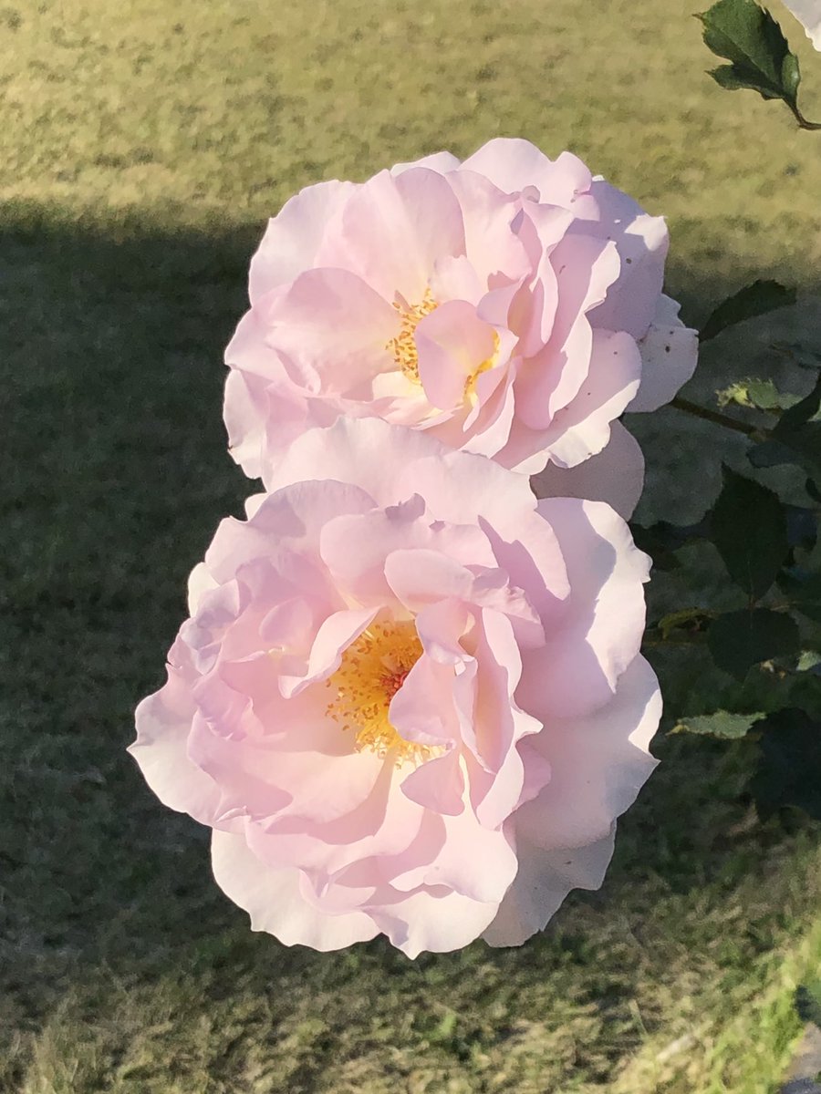 植木久夫 S Tweet 10 31の生田緑地ばら苑の ニュー ウェーブ New Wave 00年日本産をあと1枚 向ヶ丘遊園 生田緑地ばら苑 薔薇 バラ 花 Mukogaoka Rose Roses Flower Flowers Trendsmap 植木久夫 S Tweet 10 31の生田緑地ばら苑の ニュー ウェーブ New Wave 00年日本産をあと1枚 向ヶ丘遊園 生田緑地ばら苑 薔薇 バラ 花 Mukogaoka Rose Roses Flower Flowers Trendsmap