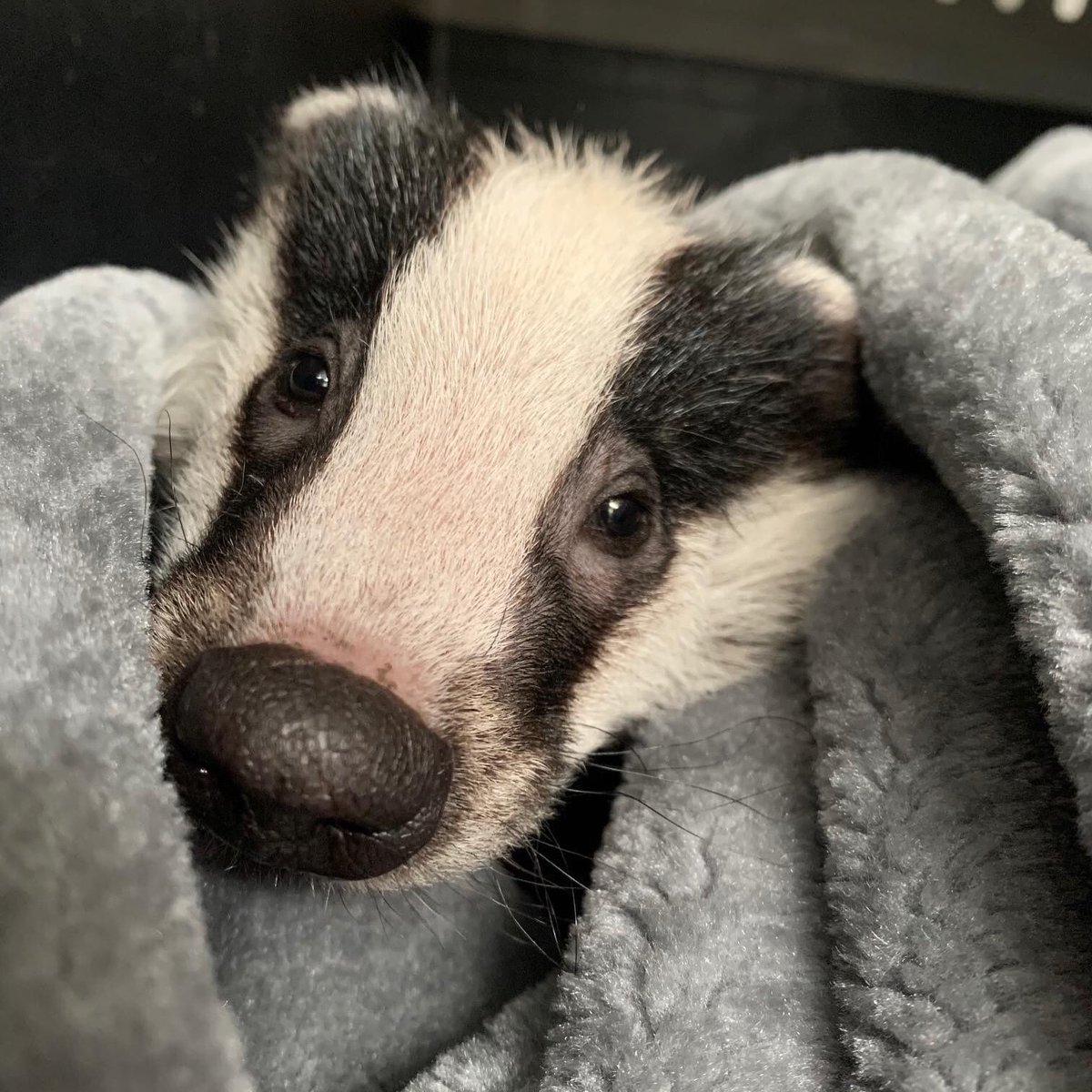 Recently had this little one come into our care, he was found orphaned &amp; dehydrated at an industrial estate in Storrington. After rehydrating him we took him up to Wildlife Aid where he will be put with others of his kind and cared for until he can be released back into the wild