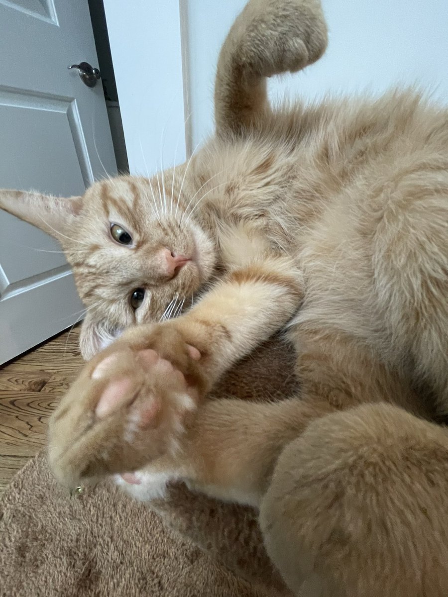 Happy #Caturday