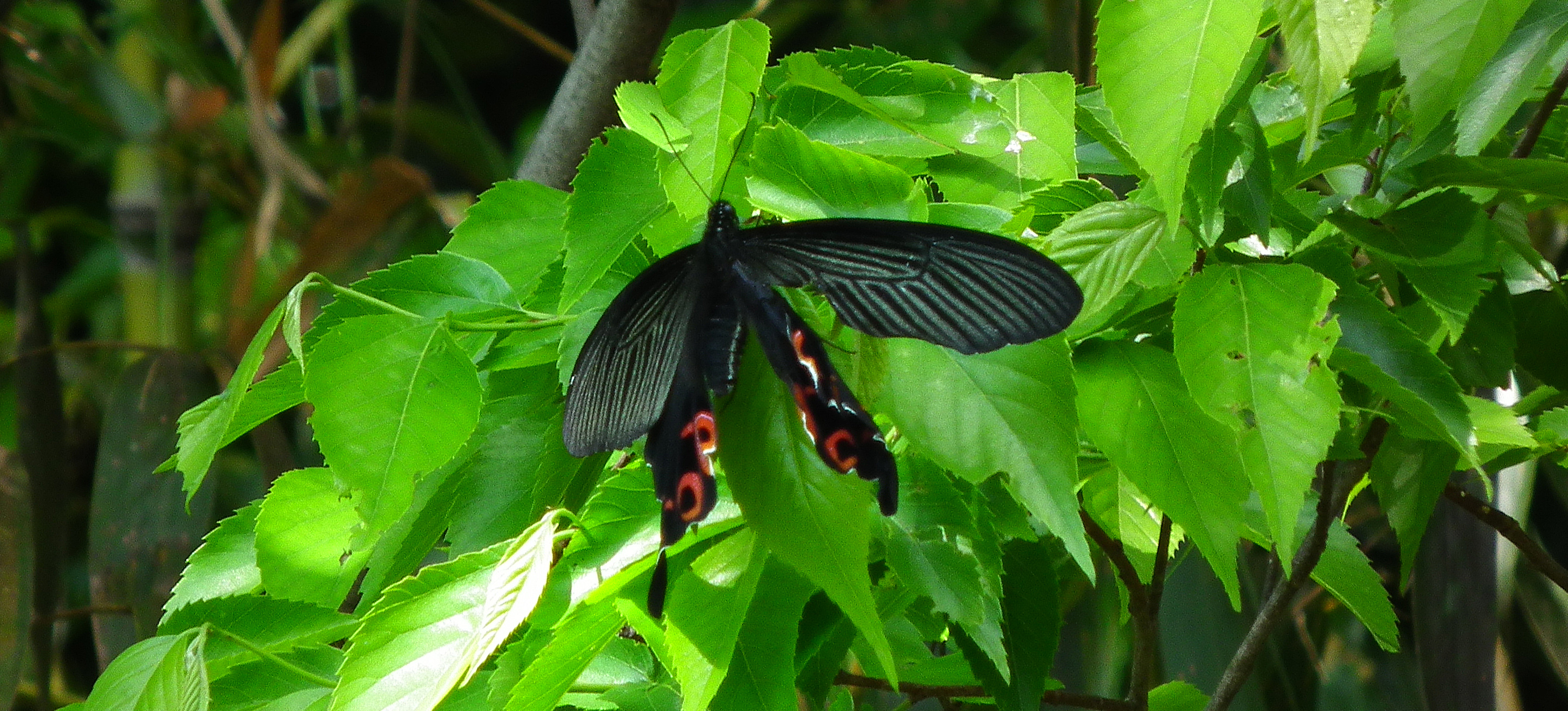 Rhodeus 羽化失敗 のクロアゲハ Papilio Protenor ヘナヘナと飛ぶ黒いチョウ よく見ると羽がちょっと変 蛹から成虫になる羽化が 上手くいかなかったのかな T Co tirskltx Twitter