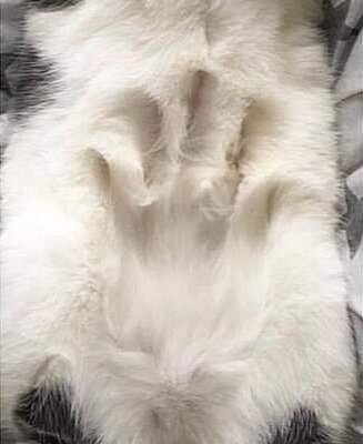 Why you should have a cat (@shouldhavecat) on Twitter photo 