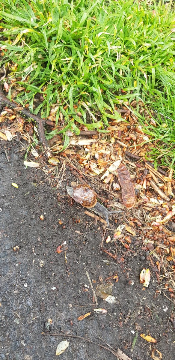 Jamesshuker's tweet image. @TheAntsClass @DucklingClass Great day for a bit of 🐌 spotting whilst out on a wet dog walk 👍