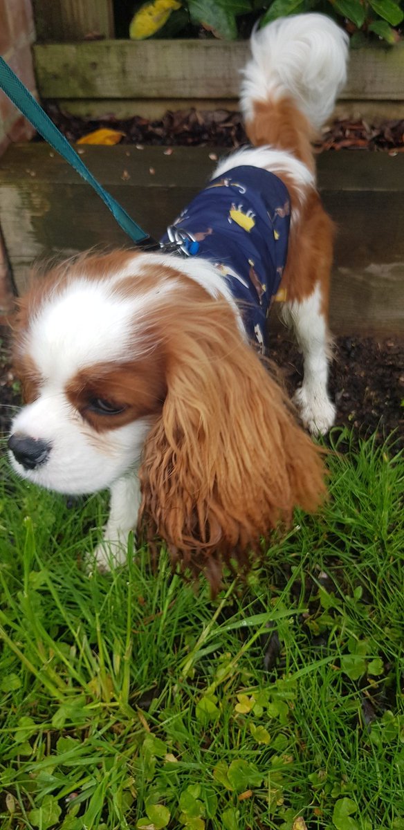 Jamesshuker's tweet image. @TheAntsClass @DucklingClass Great day for a bit of 🐌 spotting whilst out on a wet dog walk 👍