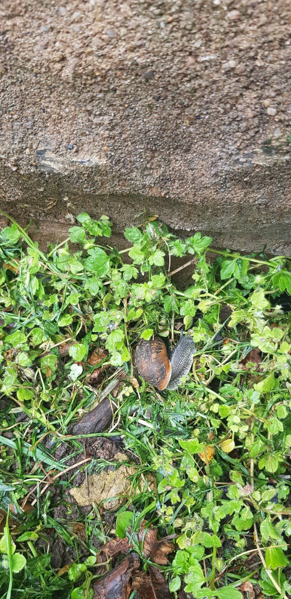 Jamesshuker's tweet image. @TheAntsClass @DucklingClass Great day for a bit of 🐌 spotting whilst out on a wet dog walk 👍