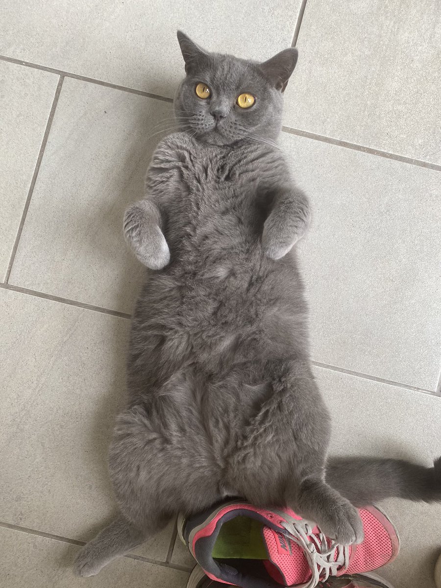 Heated floor goals! #britishshorthair #Caturday #CatsOfTwitter