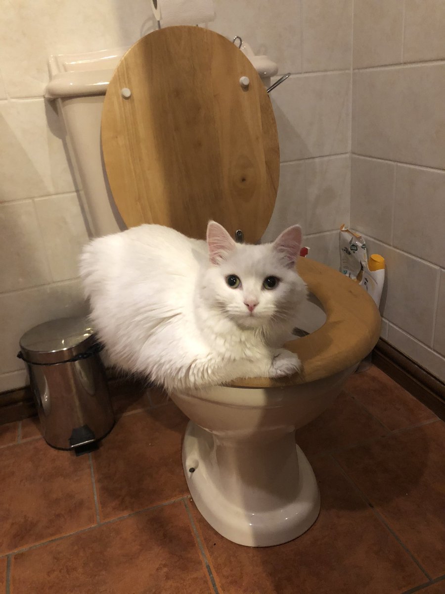 Imagine if we could all just be completely ourselves without the running commentary in our head about what we think other people are thinking about us...

Ps: my cat’s weirder than yours. #Imagine #inclusive #Cat #ToiletSitter