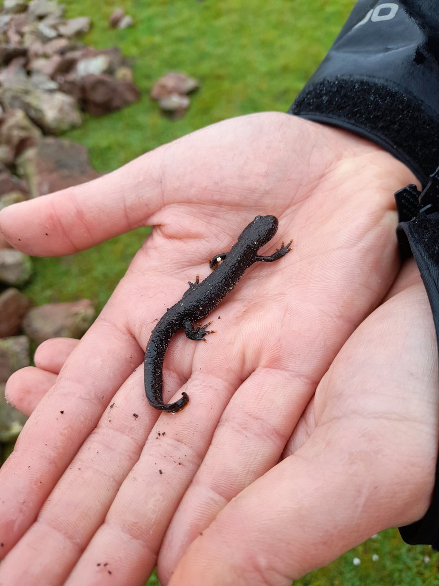 RachelJMorton's tweet photo. Chuffed to get to the dry stone walling today! Brilliant, even in the rain 🌧 Happy to meet Thandie Newt-on and relocate safely @dunes2dunes #SkerHouse https://t.co/aDgXJ2p1Ut
