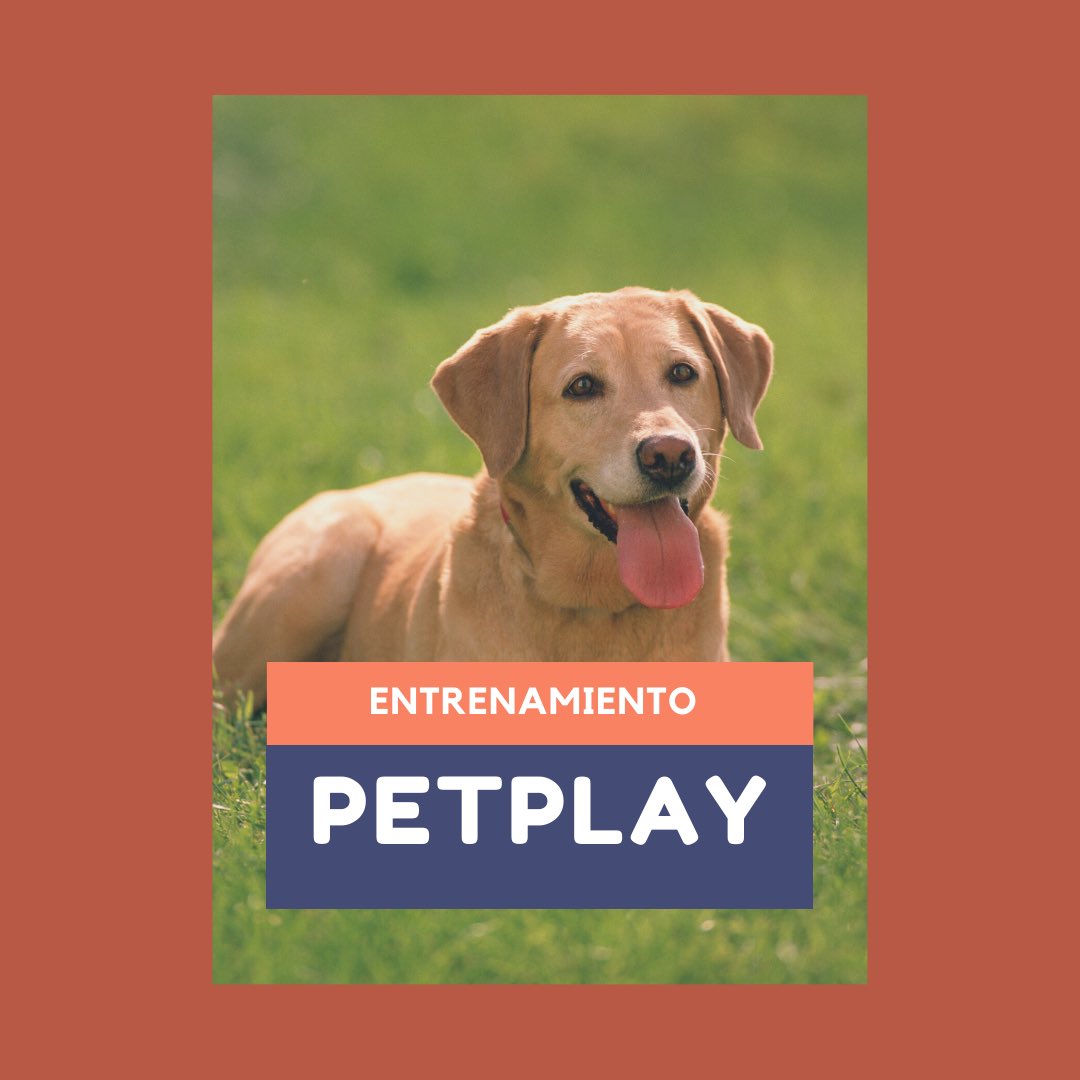 En #PetPlay tenemos el entrenamiento que tu perrhijo necesita, deja de sufrir por su mal comportamiento 🐶

Más información 📲 55 8556 4838
.
.
.
#guarderiaperros #guarderiacanina #hotelpet #hotelperros #groming #spa #perros #doglover #doglove #dog #amorperruno #huellitas