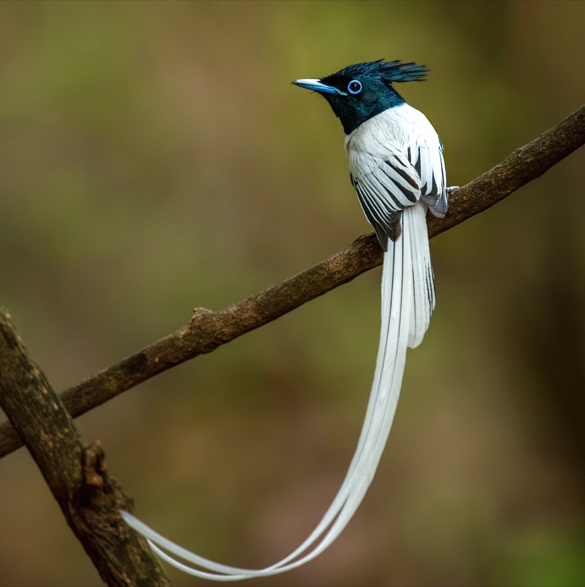 Zahran Cr Zahrancr Twitter