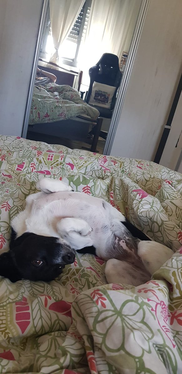 FailLior's tweet image. 