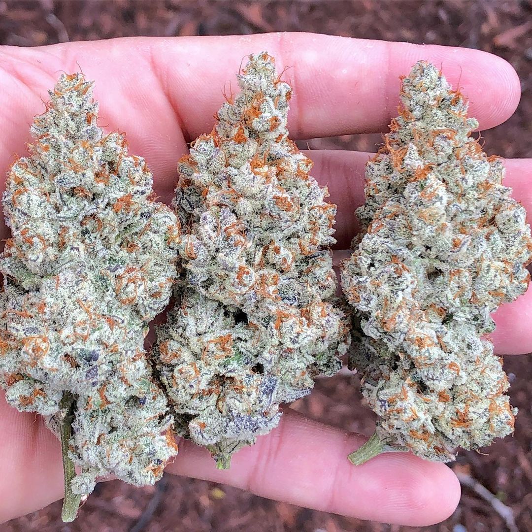 dutchseedsshopp's tweet photo. 🍁🍁
#CannabisCommunity #cannabisculture https://t.co/jeaoLzRLNa