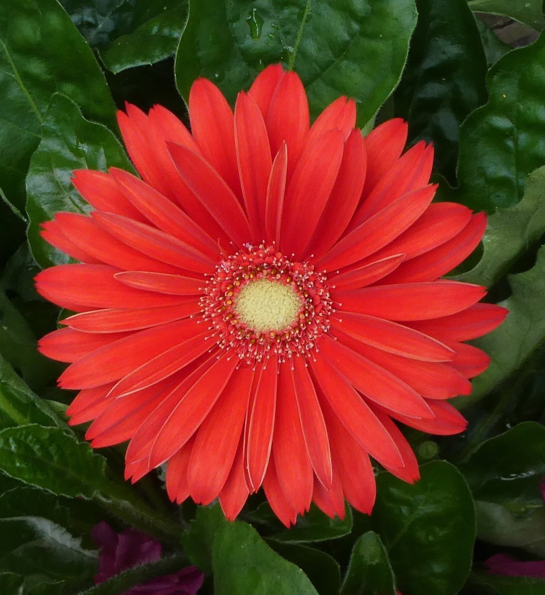 Landing in our shopping basket today🛒🧡💕 We both loved the petal perfection of this Gerbera. 
#Flowers #Gardening #FlowerHunting