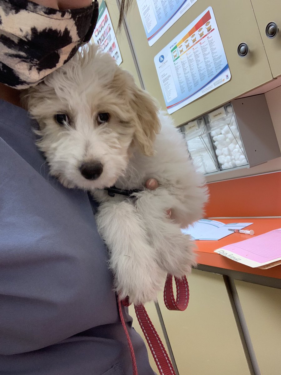 codi_hewlett's tweet photo. Enjoy some pics of all the cuties I get to see working as a vet tech https://t.co/iiZEga0n5X