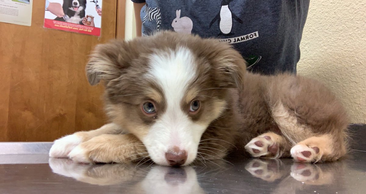 codi_hewlett's tweet photo. Enjoy some pics of all the cuties I get to see working as a vet tech https://t.co/iiZEga0n5X