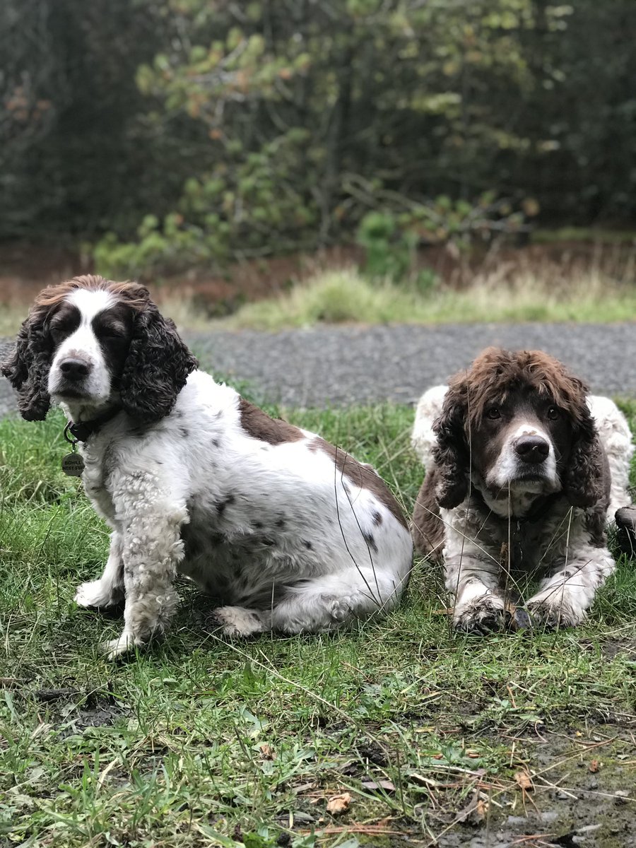 SpanielsSuper's tweet photo. @martin_cadd @Albertspanner @SpanielAidUK SnoopyDoopy, The Doopster, Snoops & MoMo Pudding, Princess & Precious!
As for Naughty Names? We donโt have any because weโre never naughty ๐๐ #WerePerfect #AdoptDontShop #RescuePetsAreAwesome https://t.co/9rsgwpZhpW