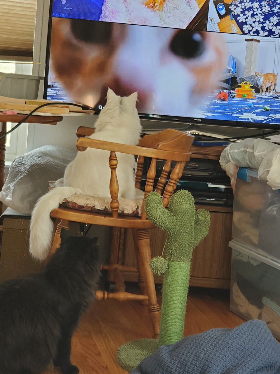 COKnappsack's tweet photo. Mo and Dusty like to watch the kittens on the screen - even when they are larger than life and in a real "close up!"
@kitten_academy https://t.co/Ywi5vPpIUa