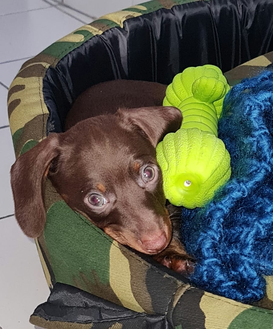 gus_v_king's tweet photo. El bb ya está en su casa nueva, llegó y eligió su cama. Se llama Otto
Con amor lo están mimando mucho.
La flia seguro se pliega al chuit. https://t.co/55FyaXSigY