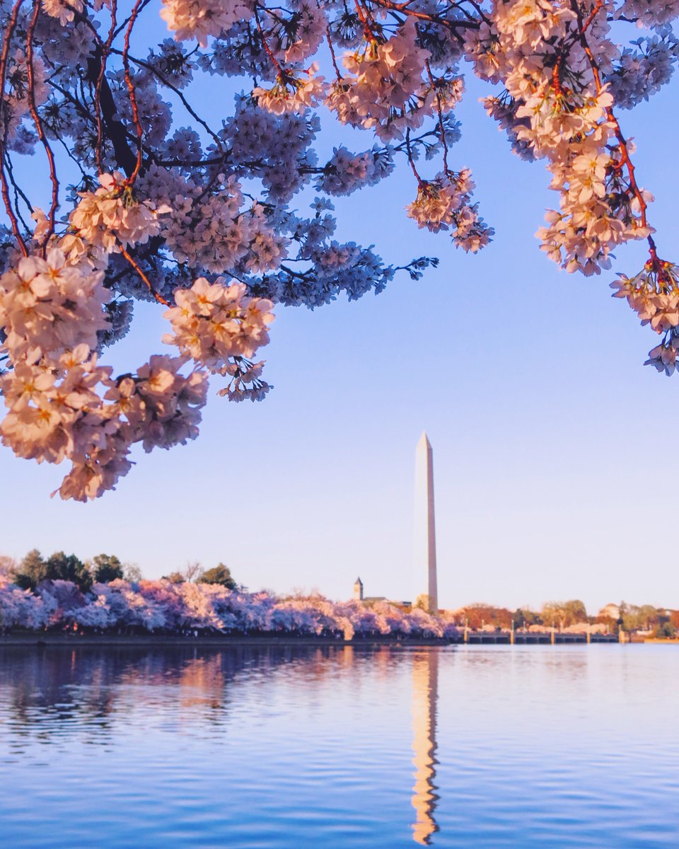 TheNationalMall's tweet image. Looking for a last minute Mother's Day gift? Adopt a cherry tree in her honor! 🌸 Your honoree will receive a beautiful cherry blossom photo card with a recognition of your gift. 

Photo courtesy of @emerritt4 

#MothersDay #GiftsforMom #flowersforMom #MothersDayUS #WashingtonDC