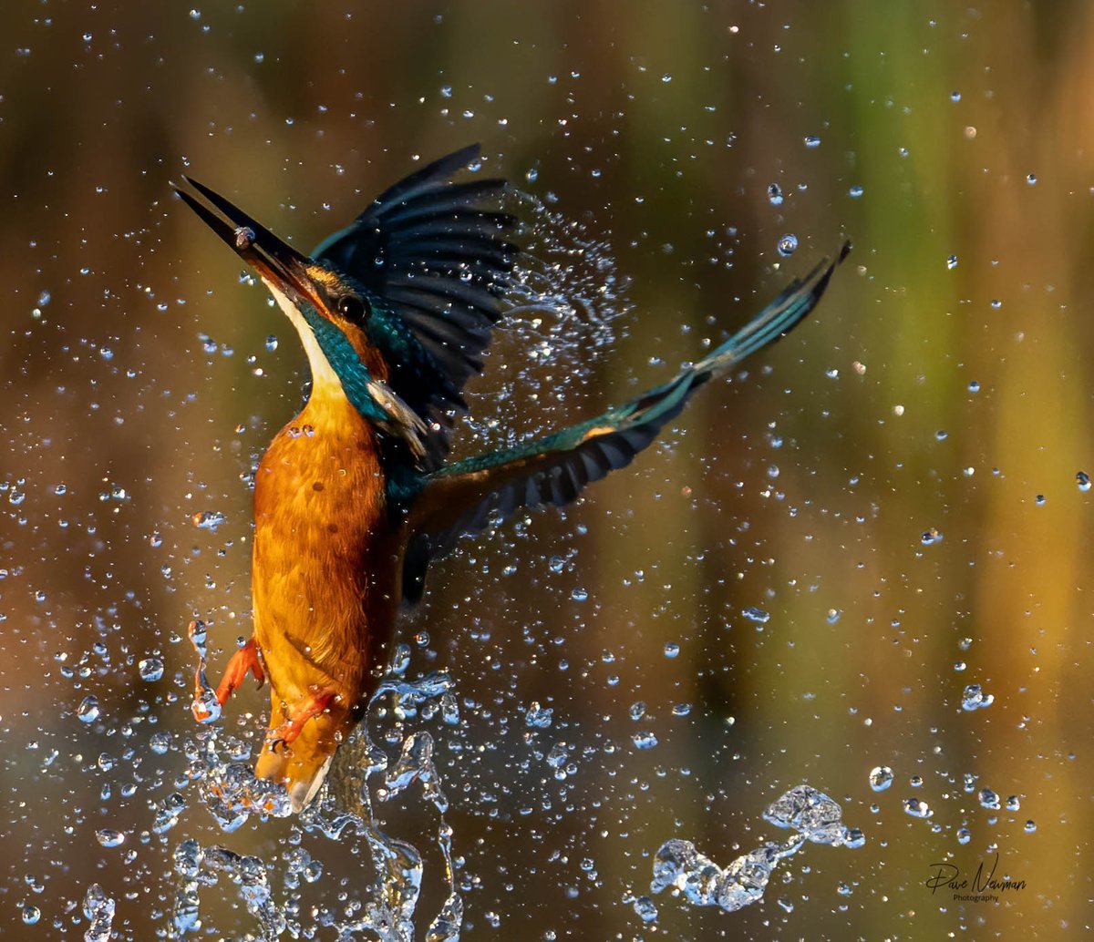 Click full - When the evening light is in your favour. #kingfisher #sunlight #dusk #evening #water #female #fishing #TwitterNatureCommunity #action #lincolnshire #colours #twitter #bird #birdphotography #SonyAlpha #FolloMe #naturelovers #SaturdayMotivation #weekend