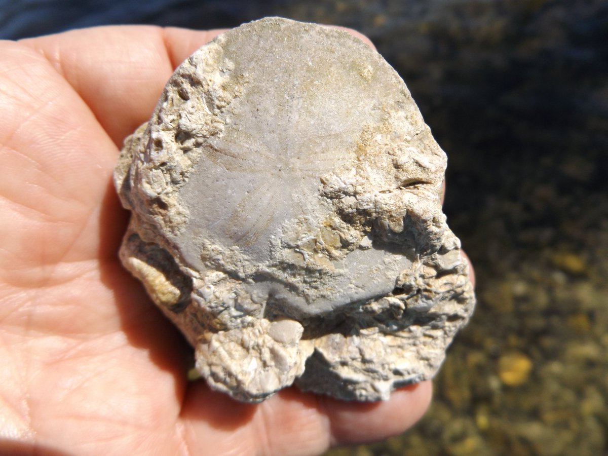 redfossils's tweet photo. Today’s fossil sand dollar (Abertella carlsoni) finds on a spoil island near Clearwater, Florida - late Oligocene to early Miocene – Hawthorn group. I always enjoy finding these sand dollars. #FloridaFossils #FloridaKayaking https://t.co/UgPFozvfZQ